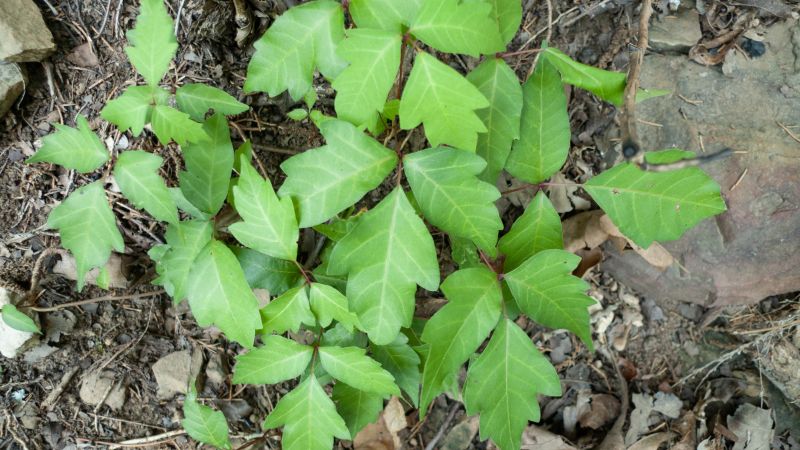 Poison Ivy Removal in Delaware County, PA