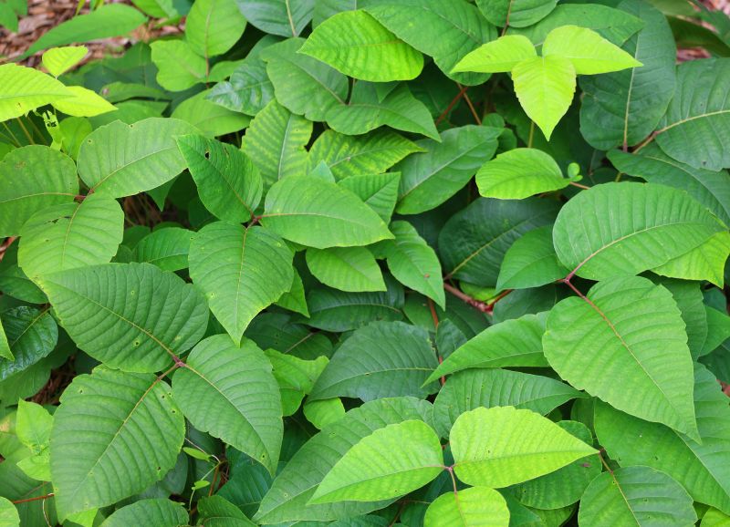 Poison Ivy Removal in Burlington County, NJ