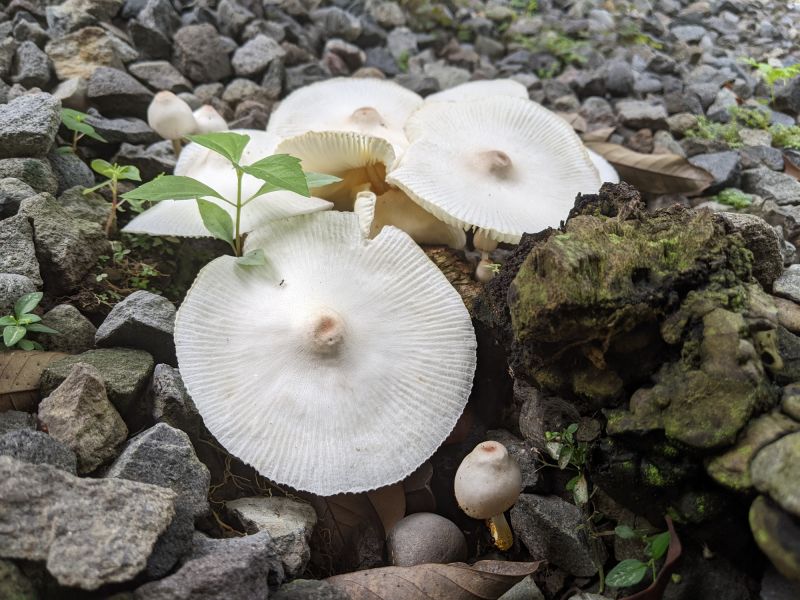 Mushroom Removal Service