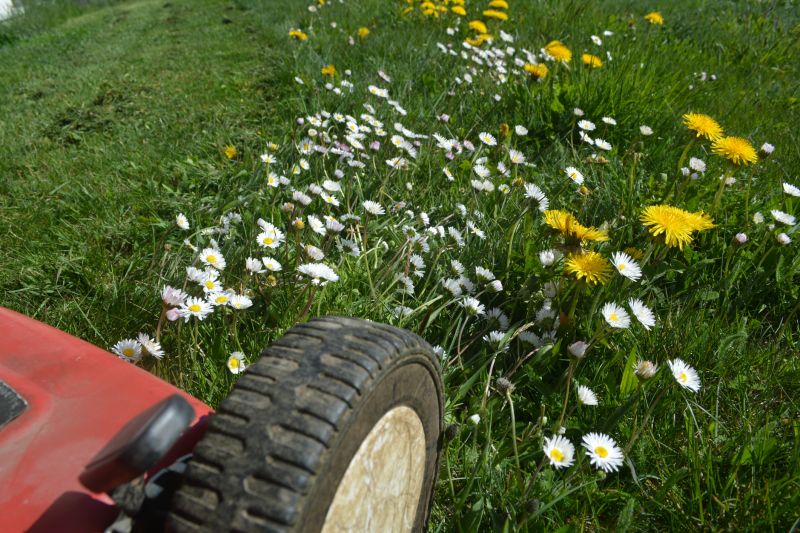 Crabgrass Removal in Aiken, SC