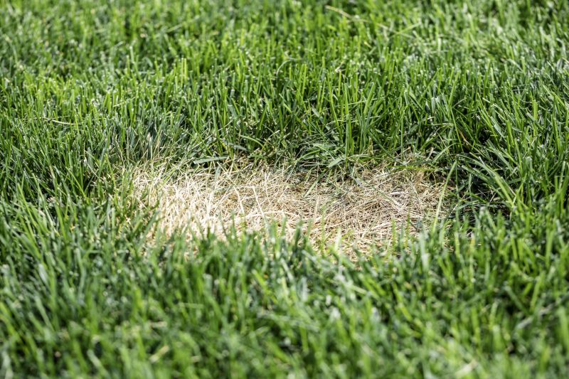 Grass Treatment in Ventura County, CA