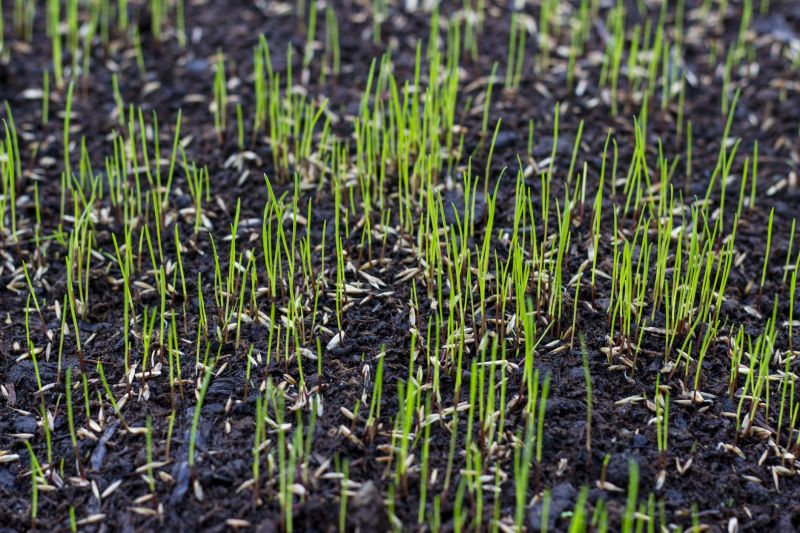 Grass Treatment in Honolulu, HI