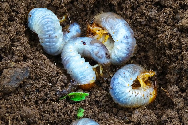 Grub Control in Ventura County, CA