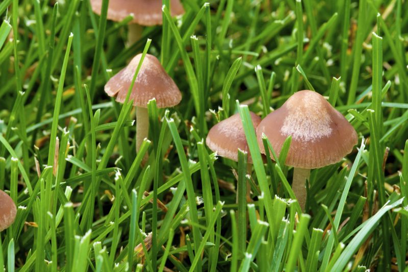 Lawn Fungus Treatment in Honolulu, HI