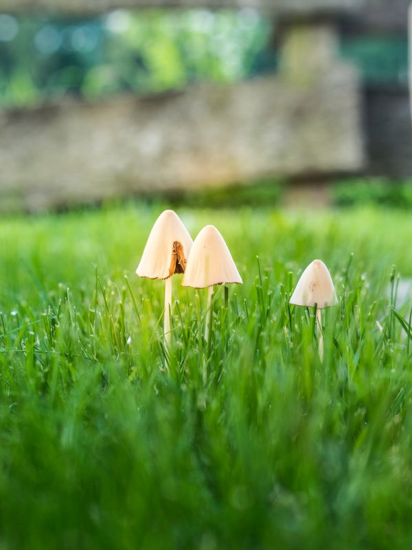 Lawn Moss Control in Ventura County, CA