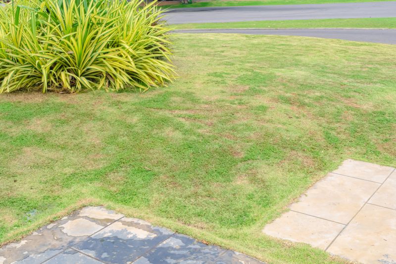 Lawn Before Treatment