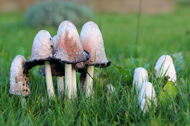 Removing Mushrooms Safely