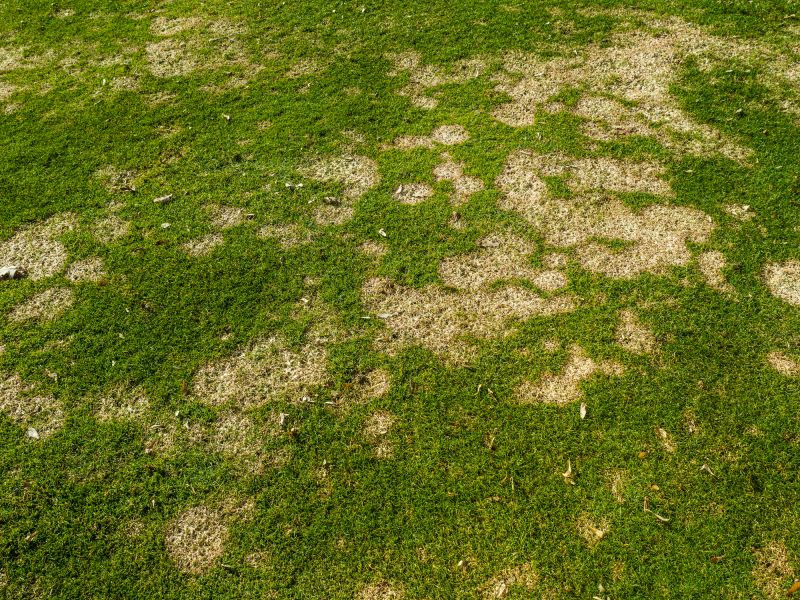 Mushroom Removal Service in Ventura County, CA