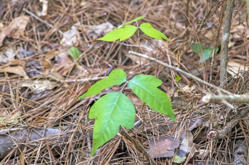 Poison Ivy Removal in Doylestown, PA