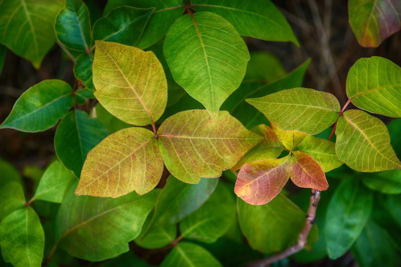 Poison Ivy Removal in Allentown, PA