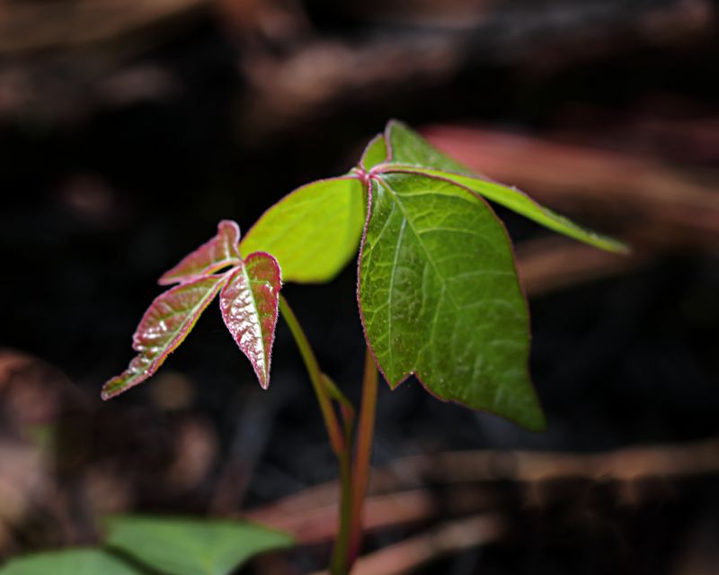Poison Ivy Removal in Montgomery County, PA
