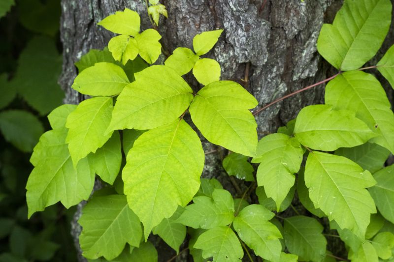 Poison Ivy Removal in Pottstown, PA