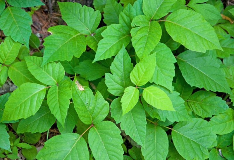 Poison Ivy Removal in Lancaster County, PA