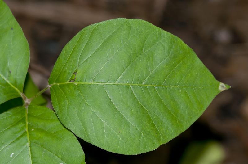 Poison Oak Removal in Lancaster, PA