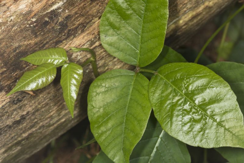 Poison Oak Removal in Montgomery County, PA