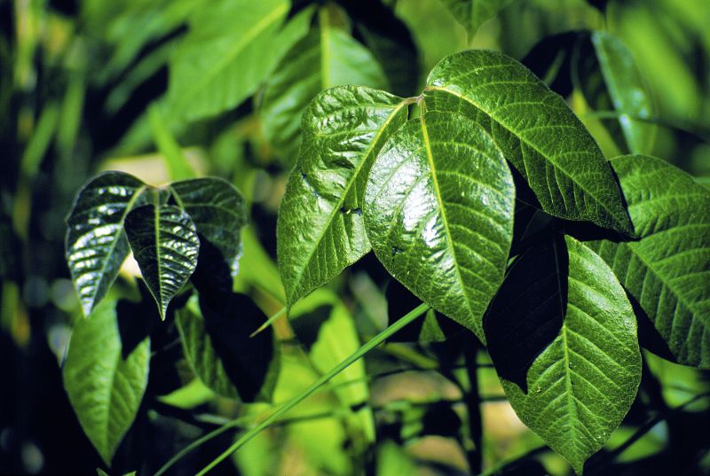 Poison Oak Removal in Pottstown, PA