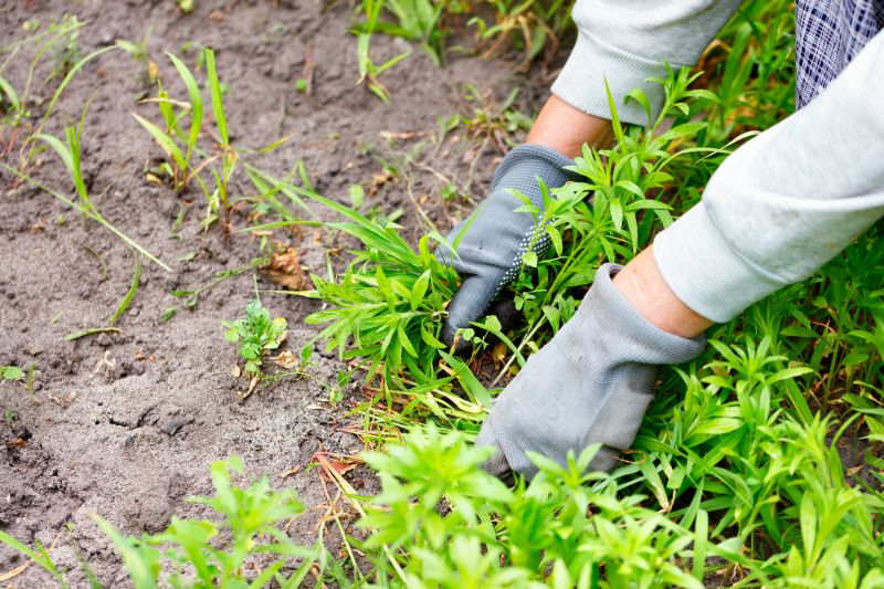 Poison Oak Removal in Doylestown, PA