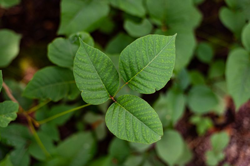 Poison Oak Removal in Doylestown, PA