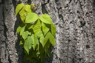 Poison Oak Removal in West Chester, PA