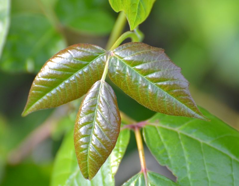 Poison Oak Removal in Bel Air, MD