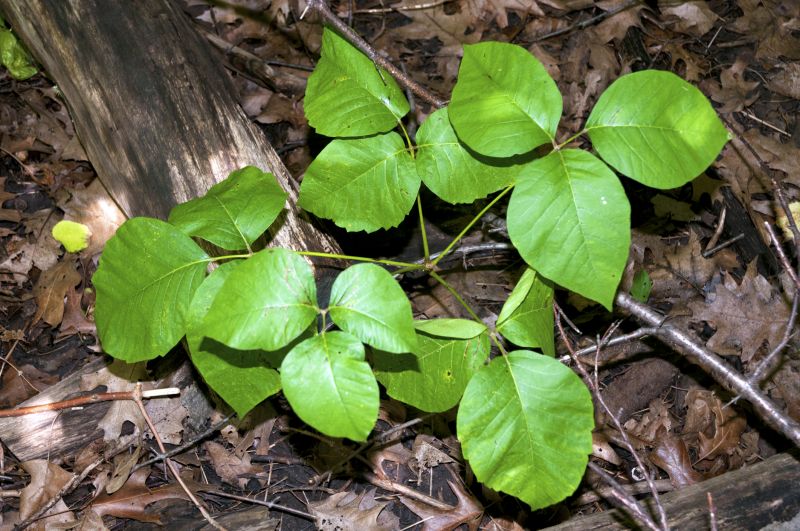 Poison Oak Removal in Philadelphia, PA